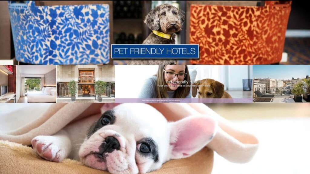 Los mejores hoteles petfriendly de Best Western en todo el mundo